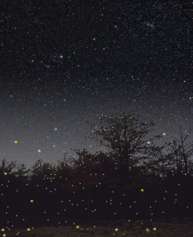 http://www.starmatt.com/gallery/astro/fireflies.jpg